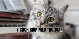 7 cách giúp mèo thư giãn