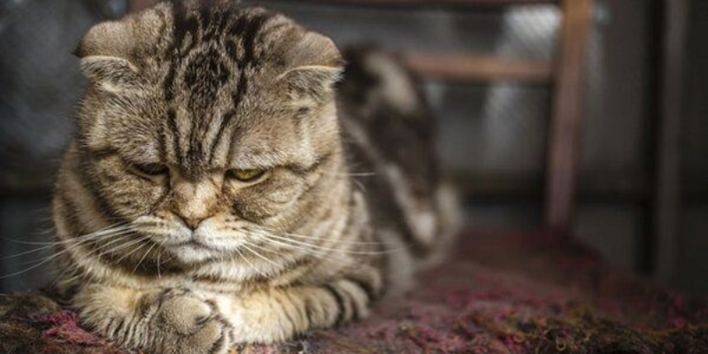 Biểu hiện của mèo bị stress