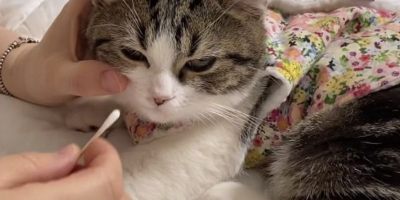 Biểu hiện mèo bị sổ mũi cần lưu ý