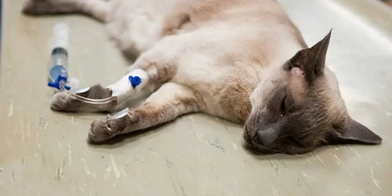 Các biểu hiện của mèo bị ngộ độc thuốc xịt ve