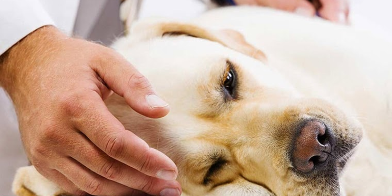 Các biểu hiện nhận biết bệnh Care ở chó