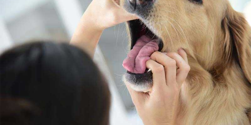 Các cách chữa chó bị hóc xương