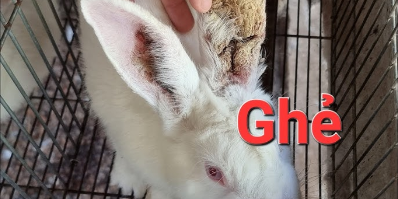 Các yếu tố gây bệnh và biểu hiện phổ biến
