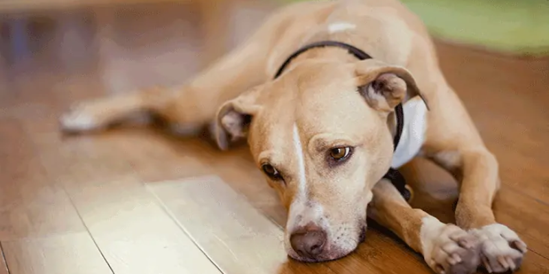 Cách chữa chó bị bệnh parvo