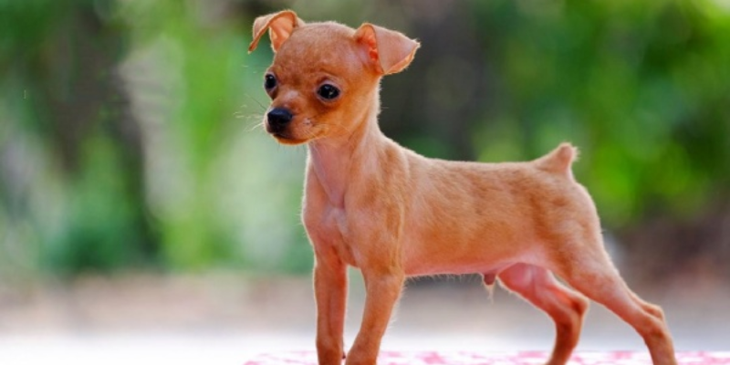 Cách chữa chó bị suy dinh dưỡng qua chế độ ăn uống