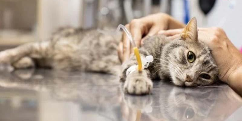 Cách chữa mèo bị ăn bả chuột tại thú y