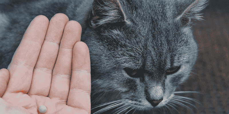 Cách chữa mèo bị sán tại nhà