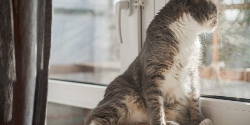 Cách chữa mèo bị stress tại nhà