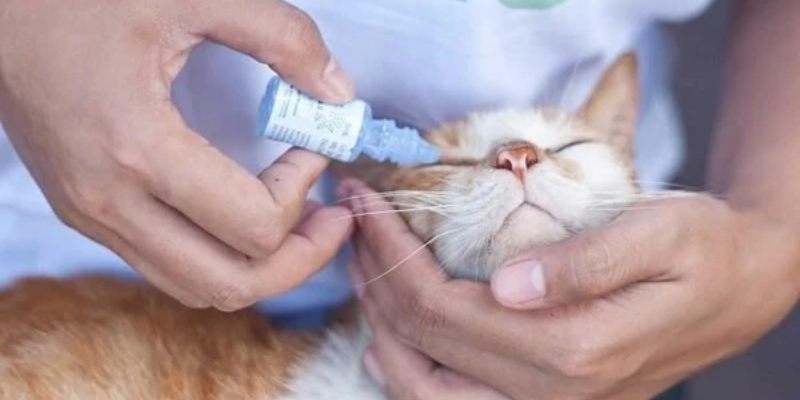 Cách chữa mèo bị viêm mắt tại nhà