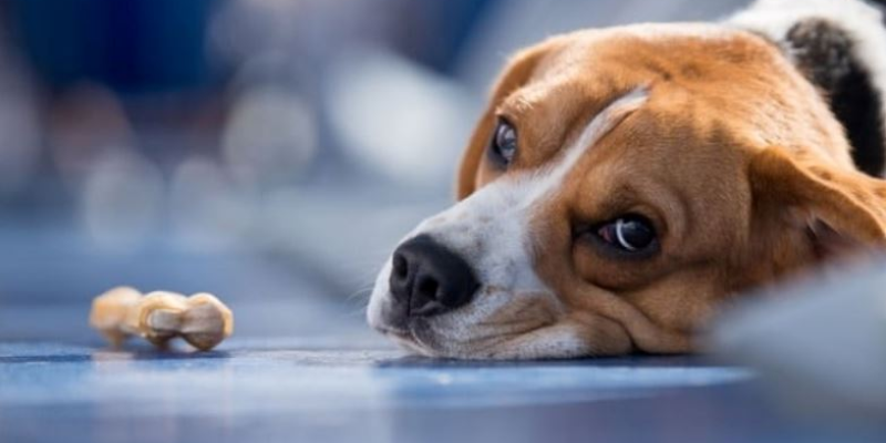 Lý do chính khiến chó bị ngộ độc thuốc xịt ve