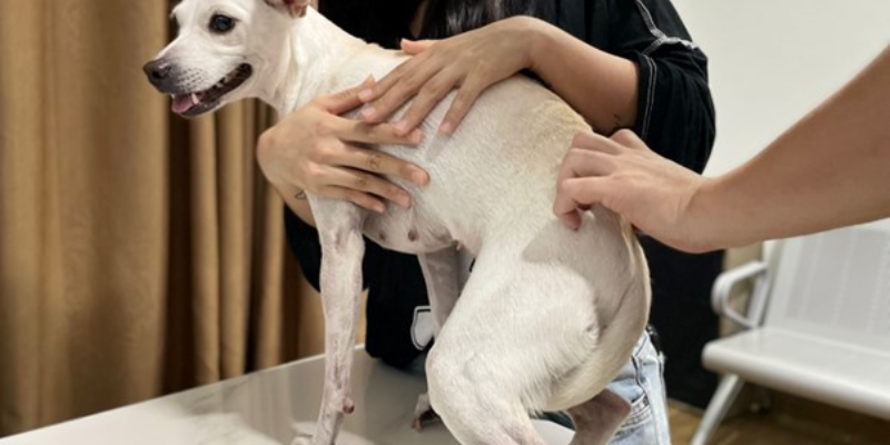 Lý do khiến chó bị viêm bao quy đầu