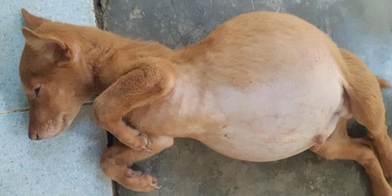 Lý do phổ biến khiến chó bị chướng bụng