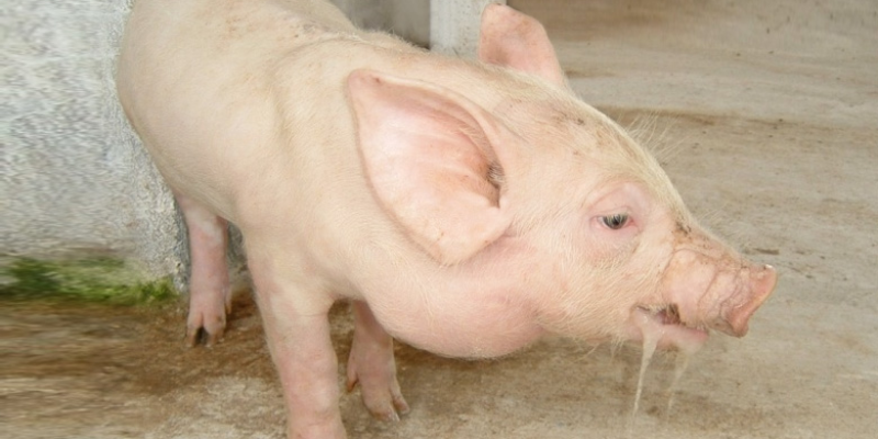 Lý do và quá trình gây ngộ độc sắn ở lợn