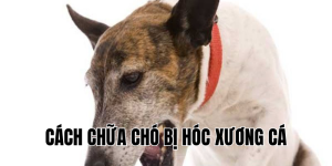 cách chữa chó bị hóc xương cá