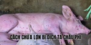 cách chữa lợn bị dịch tả châu phi