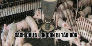 cách chữa lợn con bị táo bón