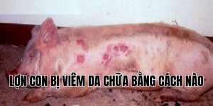 lợn con bị viêm da chữa bằng cách nào