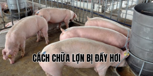 cách chữa lợn bị đầy hơi
