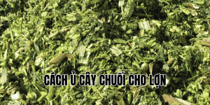 cách ủ cây chuối cho lợn