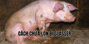 cách chữa lợn bị glasser