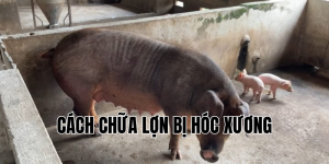 cách chữa lợn bị hóc xương