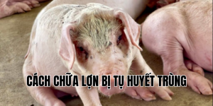cách chữa lợn bị tụ huyết trùng