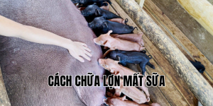cách chữa lợn mất sữa