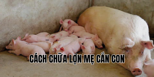 cách chữa lợn mẹ cắn con