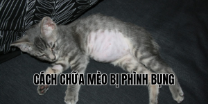 cách chữa mèo bị phình bụng