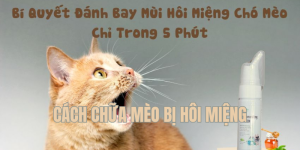 cách chữa mèo bị hôi miệng