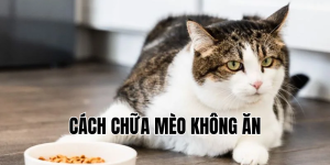 cách chữa mèo không ăn