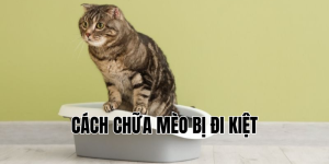 cách chữa mèo bị đi kiệt