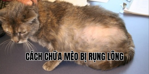 cách chữa mèo bị rụng lông