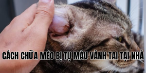 cách chữa mèo bị tụ máu vành tai tại nhà