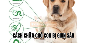 cách chữa chó con bị giun sán