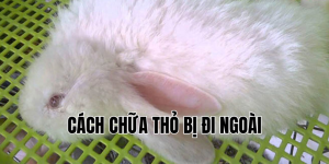 cách chữa thỏ bị đi ngoài