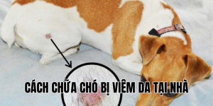cách chữa chó bị viêm da tại nhà