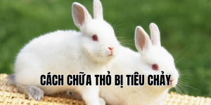 cách chữa thỏ bị tiêu chảy