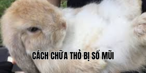 cách chữa thỏ bị sổ mũi