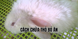 cách chữa thỏ bỏ ăn