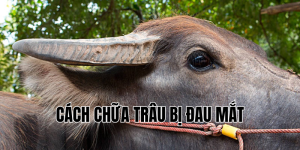 cách chữa trâu bị đau mắt