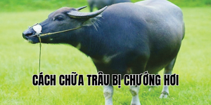cách chữa trâu bị chướng hơi