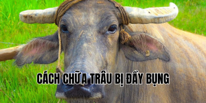 cách chữa trâu bị đầy bụng