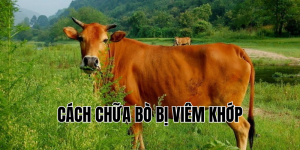 cách chữa bò bị viêm khớp
