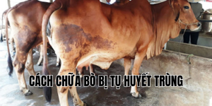 cách chữa bò bị tụ huyết trùng