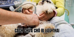 cách chữa chó bị lưu thai