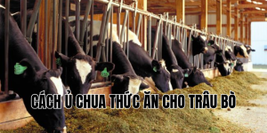 cách ủ chua thức ăn cho trâu bò