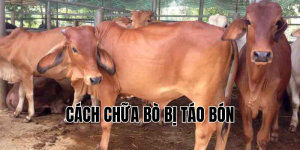 cách chữa bò bị táo bón