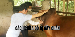 cách chữa bò bị gãy chân