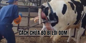 cách chữa bò bị lòi dom